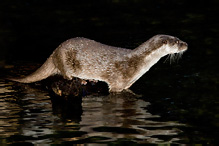 Otter - Lutra lutra