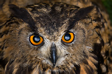 Eagle Owl - Bubo bubo