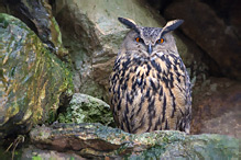 Výr velký - Bubo bubo