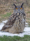 Výr velký - Bubo bubo