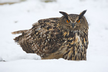 Výr velký - Bubo bubo