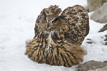 Výr velký - Bubo bubo