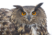 Eagle Owl - Bubo bubo