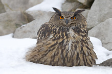 Výr velký - Bubo bubo