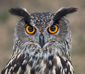 Eagle Owl - Bubo bubo