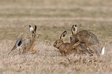 Zajíc polní - Lepus europaeus