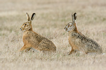 Brown Hare - Lepus europaeus