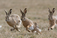 Zajíc polní - Lepus europaeus