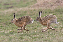 Zajíc polní - Lepus europaeus