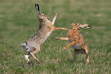 Brown Hare - Lepus europaeus