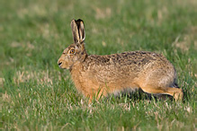 Brown Hare - Lepus europaeus