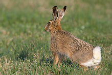 Zajíc polní - Lepus europaeus