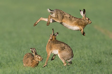 Zajíc polní - Lepus europaeus