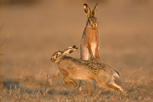 Zajíc polní - Lepus europaeus