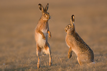 Zajíc polní - Lepus europaeus