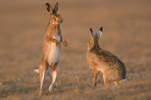 Zajíc polní - Lepus europaeus