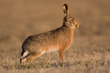 Brown Hare - Lepus europaeus