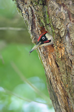 Žluna zelená - Picus viridis