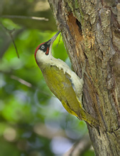 Žluna zelená - Picus viridis