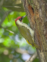 Žluna zelená - Picus viridis