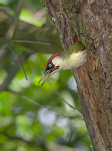 Žluna zelená - Picus viridis