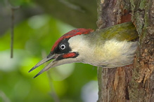 Green Woodpecker